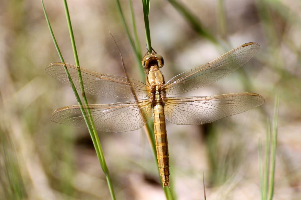 Crocothemis erythraea femmina?  S !